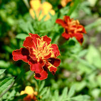 marigolds!