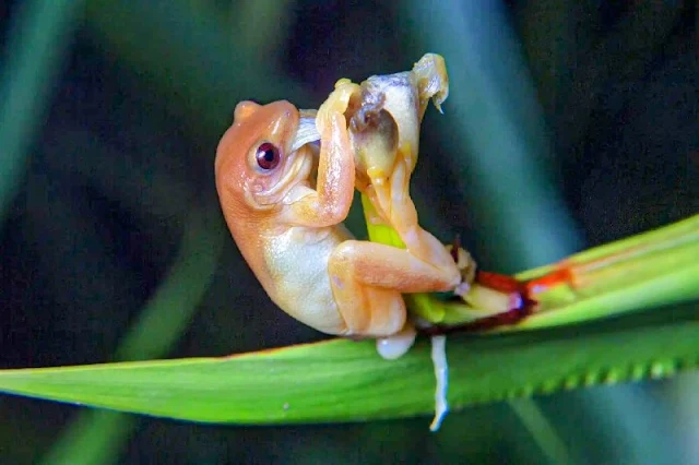 Descubrimiento sorprendente: La rana Xenohyla truncata, una especie única y excepcional, posiblemente participa en la polinización de plantas, revelando una interacción ecológica inesperada.