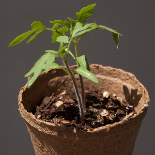 Black Krim tomato seedlings 20 days after germination