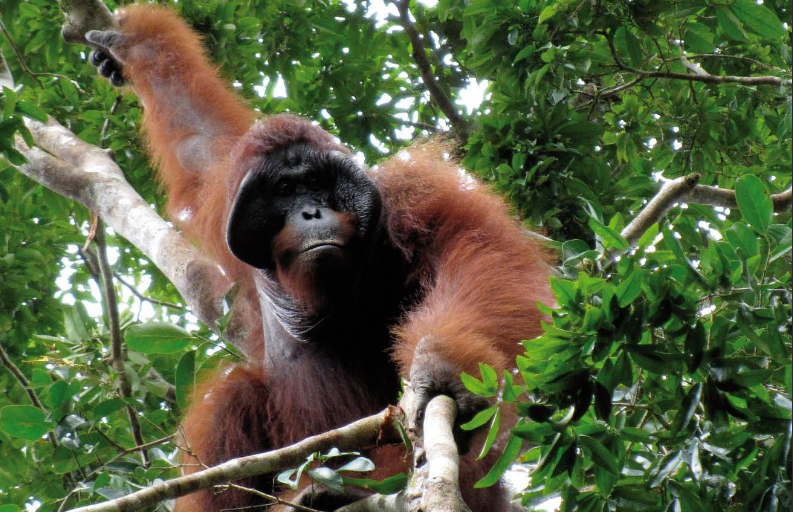 Selamatkan Hutan Tingkatkan Kepedulian Gapai Harapan  