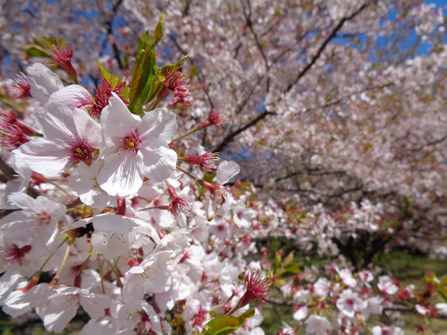 弥生の館むきばんだのソメイヨシノ桜