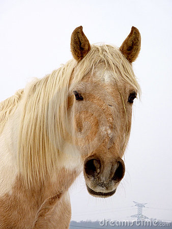 Encyclopedia: Horse face