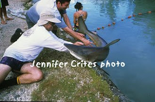 Shark researcher Jerry Crow handles a potentially dangerous situation: getting this five-foot-long and incredibly strong blacktip shark back into the water after a checkup.