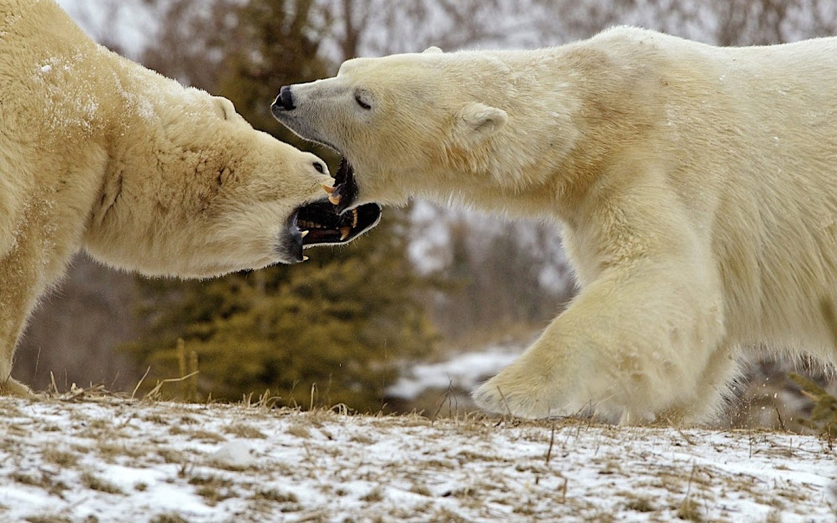 Bears Fighting Widescreen Wallpaper