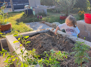 Rosie planting potatoes