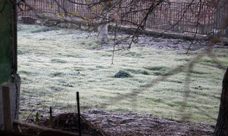 Frost on the front lawn