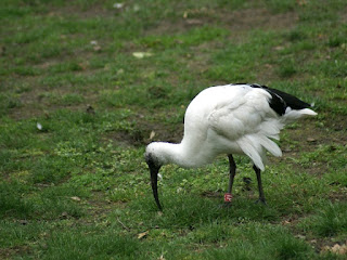 Ibis sacré - Threskiornis aethiopicus 