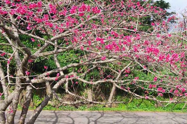 festival, flowers, sakura, Okinawa