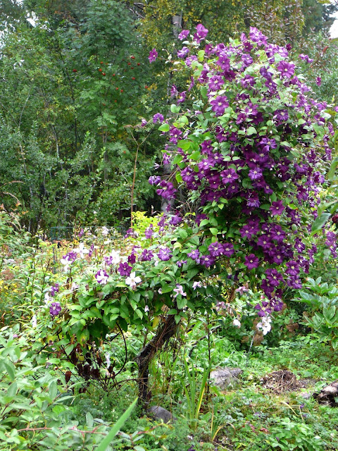 kärhö Etoile Violette kukkii