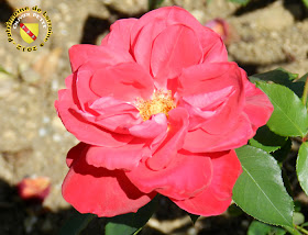 VILLERS-LES-NANCY (54) - La roseraie du Jardin botanique du Montet - Rose Perpetuel red