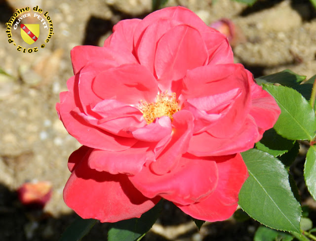 VILLERS-LES-NANCY (54) - La roseraie du Jardin botanique du Montet - Rose Perpetuel red