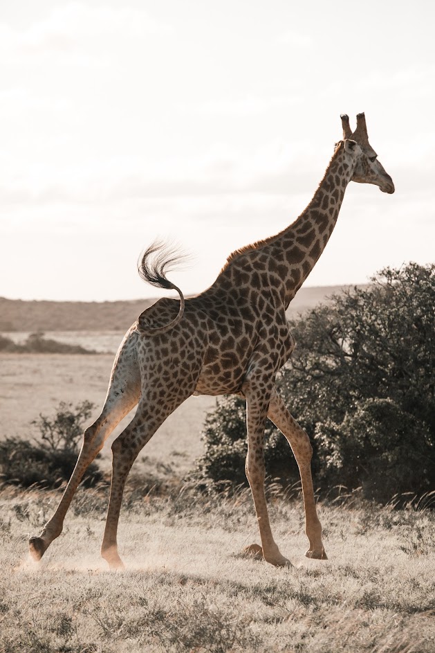 Giraffe Conservation Program