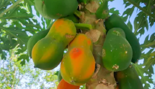 leberflecken entfernen mit papaya