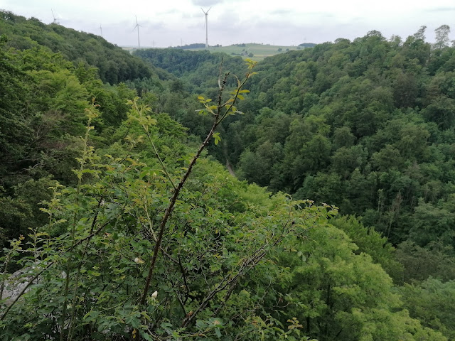 Sauerland wandern Wetter blog Brilon Quellenweg Alme