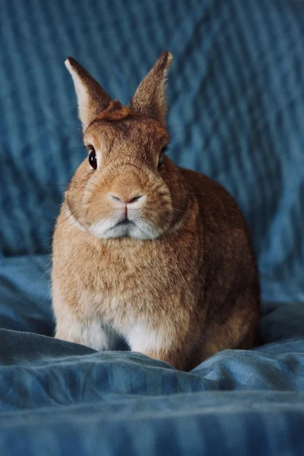 picture of a rabbit