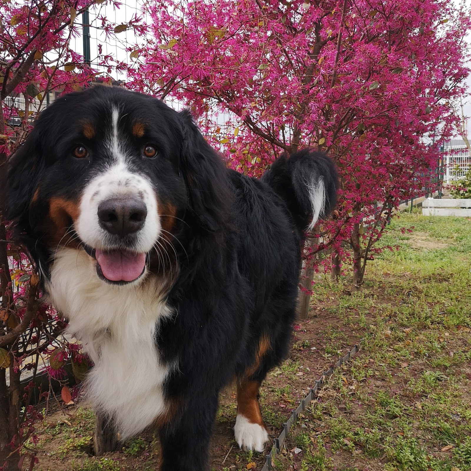 骨肉腫の断脚手術後5日目 傷口の確認 Bernese Graffiti