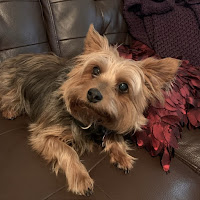 Photo of a Yorkshire Terrier relaxing on a couch at Texas Ruff House