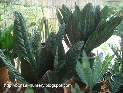 Anthurium Superbum