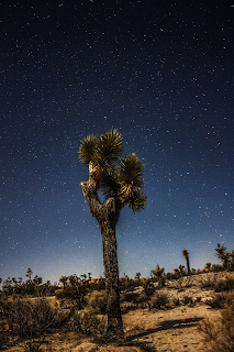 night sky image joshua tree national park