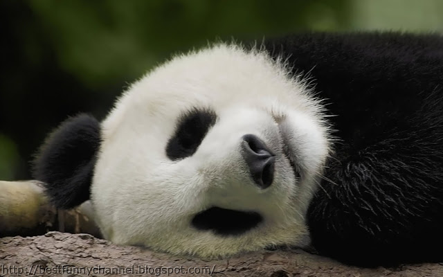 Lovely sleeping panda.