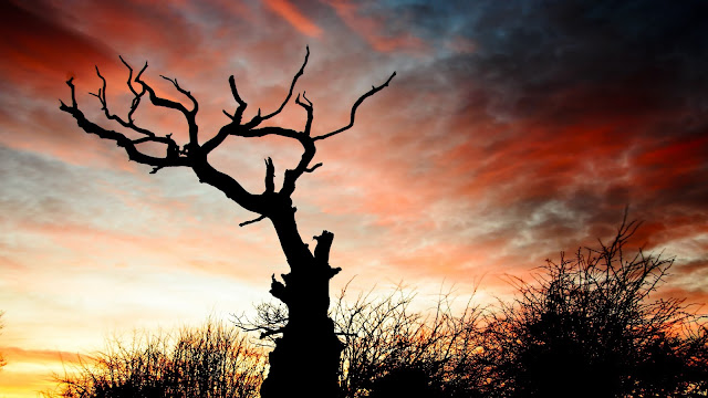 Wallpaper Sunset, Silhouette, Tree, Branches