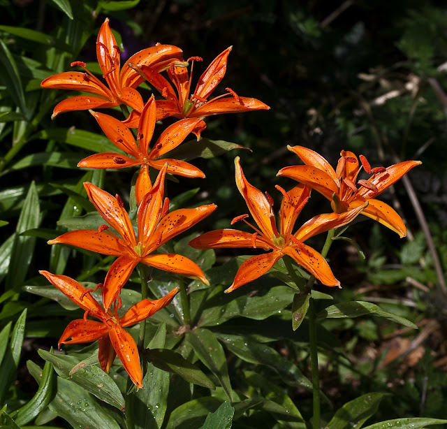 Лилия циндаоская (Lilium tsingtauense)