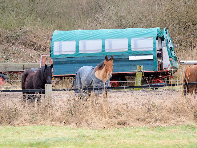 Langeoog, Kutsche, Pferde