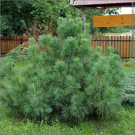 Pinus strobus 'Radiata' habit - Sosna wejmutka pokrój