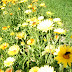 Info Kit Ode To Calendula