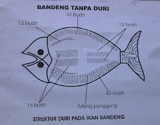 Sturktur Duri Ikan Bandeng