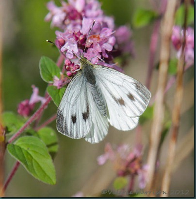 Green-veined-White
