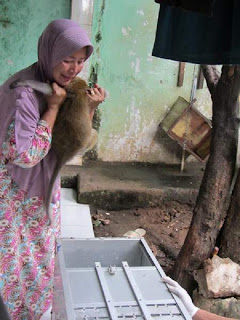 The owner who called us and was willing to give up her macaque despite being very sad. Here she is seen helping put her macaque into the transport cage.