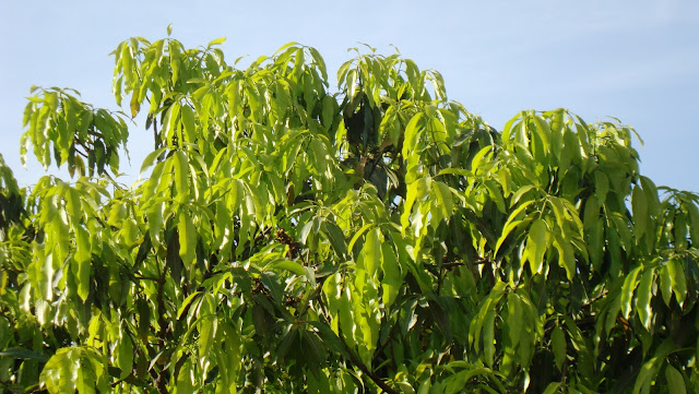 New leaves on mango tree