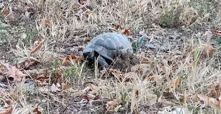 The tortoise on the front lawn