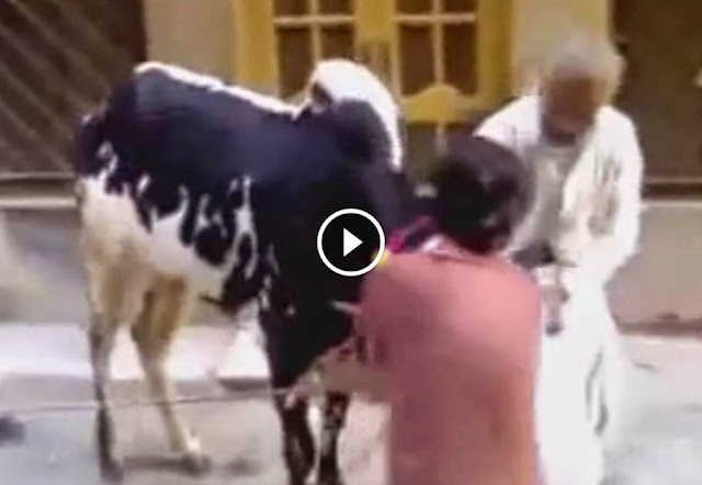 Good Tricks for Dangerous Cow Qurbani on Eid Qurban 2014, Good Tricks for Dangerous Cow Qurbani on Eid Qurban 2014,qurbani 2014, cow mandi, cow mandi pakistan, cow run away, bakra eid 2014, bakra eid 2014, cow qurbani 2014, qurbani videos