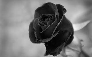 Foto van een donkere roos