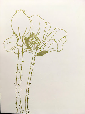 A vertical pen drawing on cream paper, in gold pen, of an opium poppy flower and seed pod, reaching for the top edge of the paper.