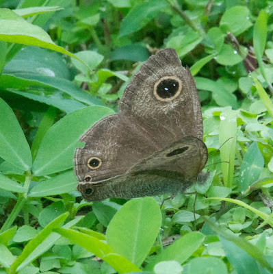 Common Three-Ring (Yphthima pandocus)