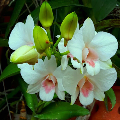 Dendrobium