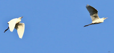 "Great Egret - Ardea alba, rare winter visitors gracing the Abu sky."