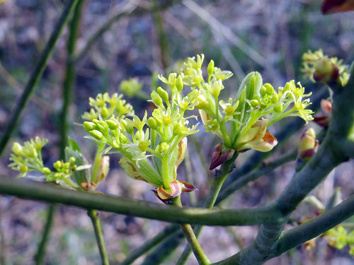 sassafras buds