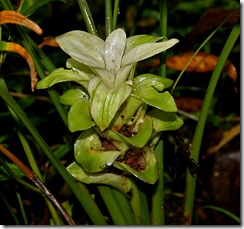 Curcuma longa