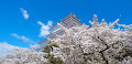 [写真] 鶴ヶ城の桜がすごすぎる！☆ 北出丸エリア