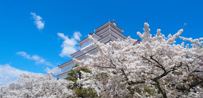 鶴ヶ城の桜がすごすぎる！☆ 北出丸エリア