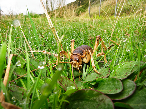 15 Rarest Insects in the world