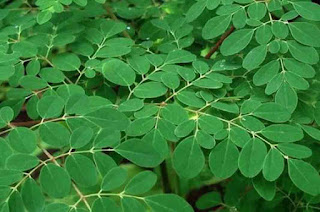 Drumstick tree Leaves benefits