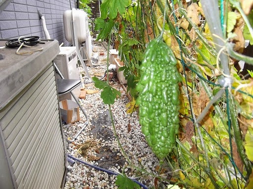 趣味の水耕栽培 ゴーヤは水耕栽培入門に最適です