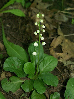 Pyrole elliptique - Pyrola elliptica 