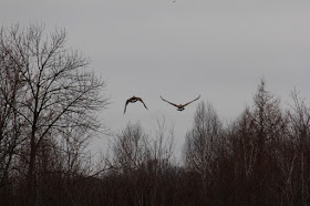 Canada geese headed away