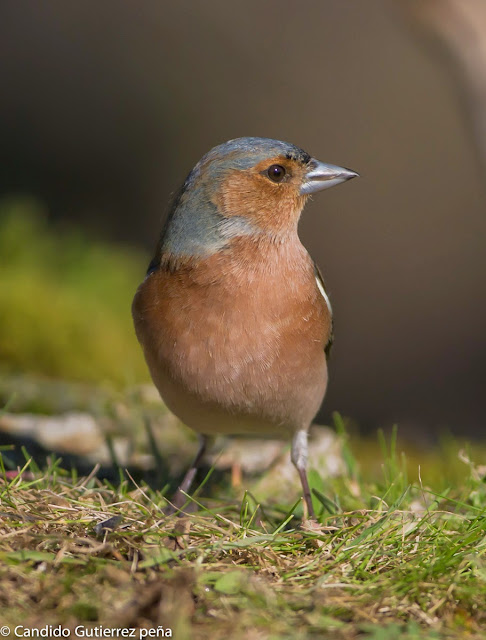 FRINGILLA COELEOS, FRINGILLIDAE, HIDE EL BARRACO, PASSEIFORME, PINZÓN VULGAR, 